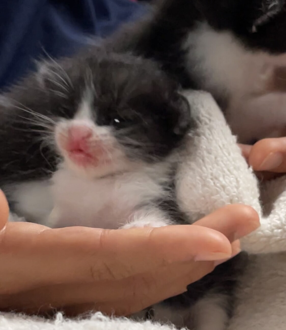 222玉名猫プロジェクト(東京•大阪支部) さん :: ペットのおうち【里親