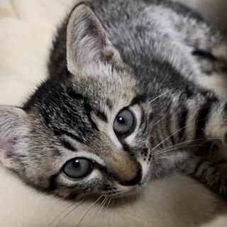 里親決定。ときわちゃん1ヶ月半