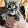 里親決定。ときわちゃん1ヶ月半 サムネイル3