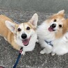 天真爛漫ショコラ(素敵なご家族に出会えました) サムネイル3