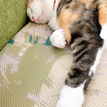 の写真