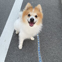 天真爛漫ショコラ(素敵なご家族に出会えました)