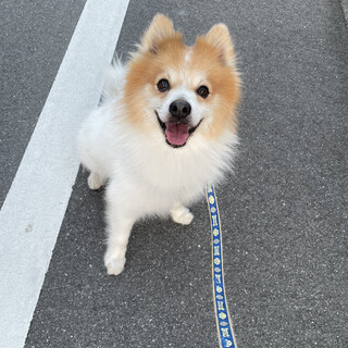 天真爛漫ショコラ(素敵なご家族に出会えました)