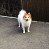 天真爛漫ショコラ(素敵なご家族に出会えました) サムネイル2