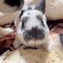 ミニレッキス(ブロークンチンチラ)専用ページ