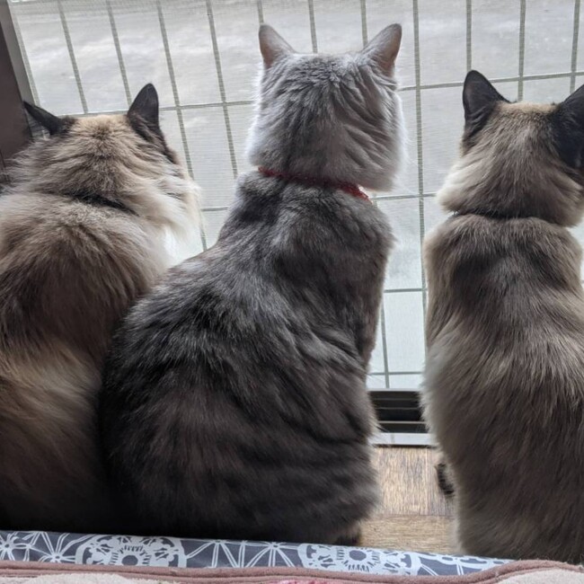 幸せになれのカバー写真