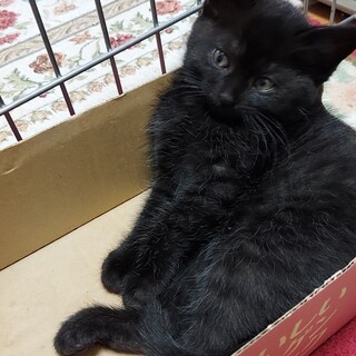 くまのぬいぐるみみたいな 三重県 猫の里親募集 ペットのおうち 月間利用者150万人