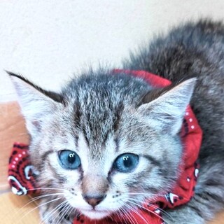 保健所からレスキューした子猫♂けんちゃん☆3兄弟
