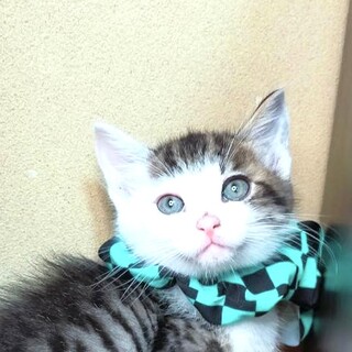 保健所からレスキューした子猫♂しゅうくん☆三兄弟