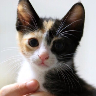 三毛猫｢4ss1｣ SKU： 4ss1