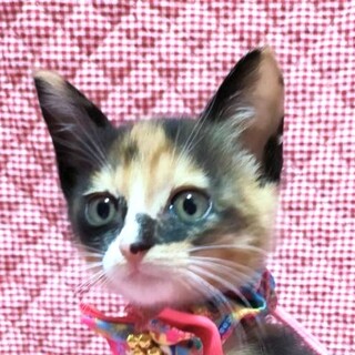 保健所からレスキューした子猫♀あーちゃん☆姉妹