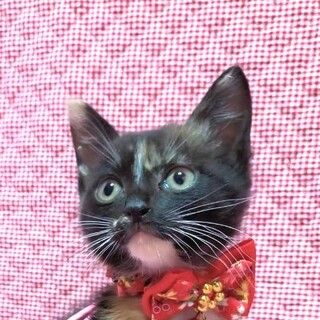 保健所からレスキューした子猫♀りーちゃん☆姉妹