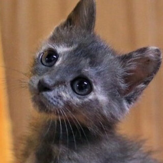 さび猫｢4ss5｣ SKU： 4ss5