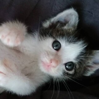 幸運鍵シッポ！可愛いお顔のキジ白黒女子テア