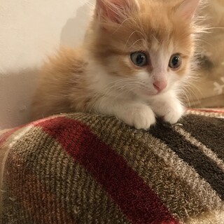 【再投稿】可愛い長毛ハチワレくん