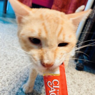 スキンシップ大好き！ とっても人懐こい茶トラ君♡