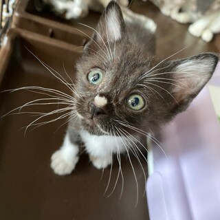 6/12荒川区譲渡会　チャオちゃん　２ヶ月