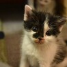 元気いっぱいだけど寂しがり屋のくろちゃん サムネイル1