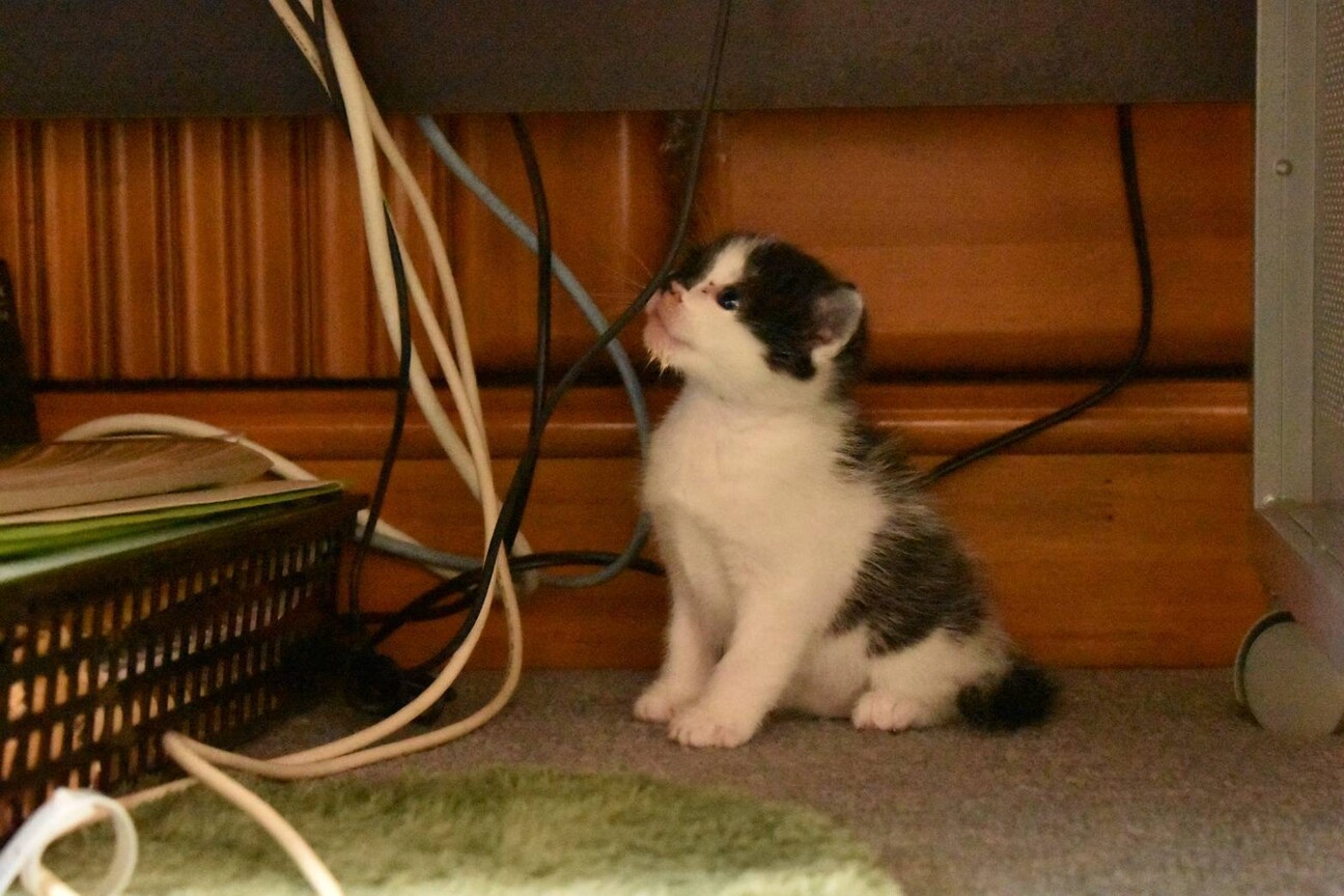 元気いっぱいだけど寂しがり屋のくろちゃん サムネイル2