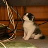 元気いっぱいだけど寂しがり屋のくろちゃん サムネイル2