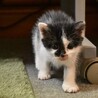 元気いっぱいだけど寂しがり屋のくろちゃん サムネイル3