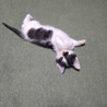 元気いっぱいだけど寂しがり屋のくろちゃん サムネイル4