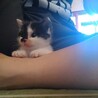 元気いっぱいだけど寂しがり屋のくろちゃん サムネイル5