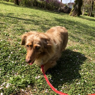 八王子市の犬の里親募集情報まとめ ペットのおうち 月間利用者150万人 八王子市の犬の里親募集情報まとめ ペットのおうち 月間利用者150万人