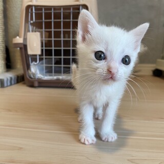 可愛らしい白猫シュガーくん