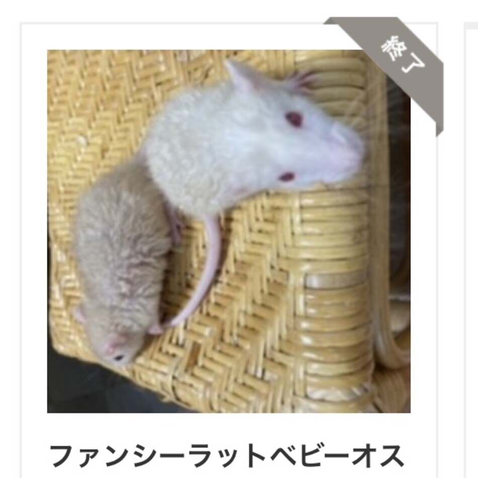 Salt &Pepper のカバー写真