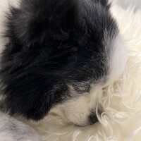 ポー