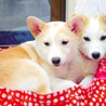 2014年に迎え入れた時
