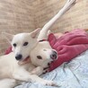 嬉しい時以外吠えることもなく穏やかな姉妹です