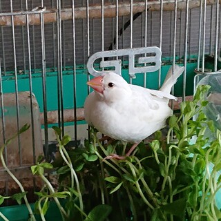 今年産まれた白文鳥の女の子