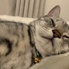の写真
