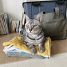 の写真