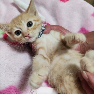 可愛い茶トラの男の子