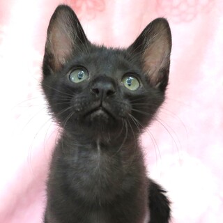 ゴロゴロ大きめ☆ピー助君