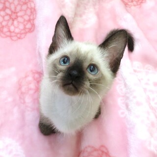 元気いっぱい☆タマ子ちゃん