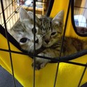 生後1ヵ月のキジトラちゃん2匹♡