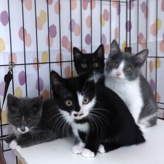 【6/12芝浦】美少女子猫4姉妹・2匹ペアで