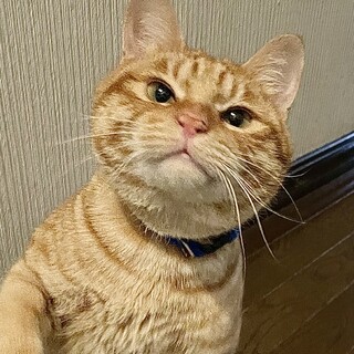 甘えん坊のチャーくんです！！！