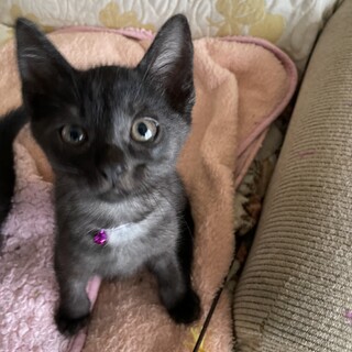 大切に過ごしてくださる里親さん募集