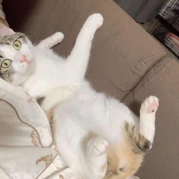 の写真