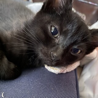 大切にしてくださる里親さん募集