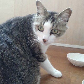 綺麗な甘えん坊の猫ちゃんです❗️