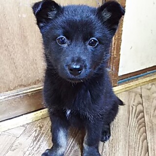 保健所救出犬！里親様緊急募集！！