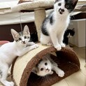 ベタ慣れ！生後２ヵ月弱のやんちゃ三兄妹