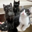 ベタ慣れ！長毛黒猫&ハチワレちゃん