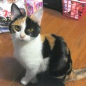  仲良し５猫兄弟姉妹